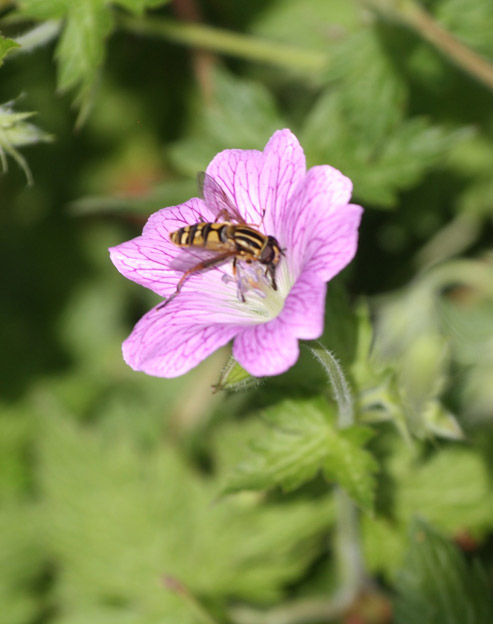 Geranium oxonianum `Lady Moore`